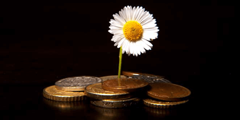 Daisy growing from a pile of coins