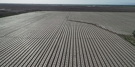 Xinjiang cotton fields